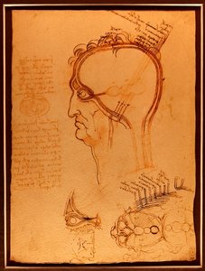 Study of a Skull by Leonardo da Vinci
